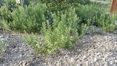 Lepidium lasiocarpum