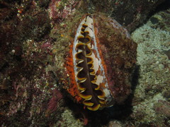 Spondylus varius