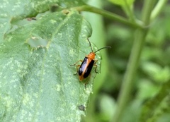 Phyllobrotica
