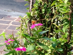 Atalopedes campestris