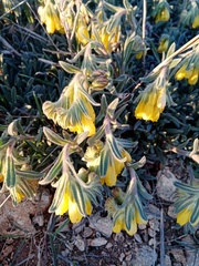 Onosma taurica