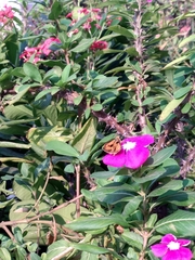 Atalopedes campestris