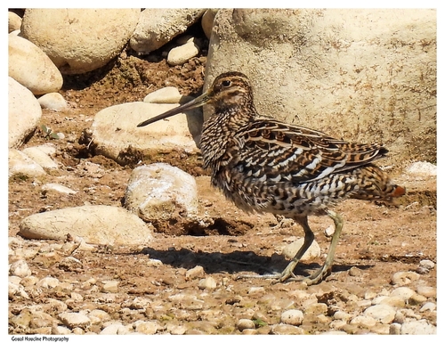 iNaturalist image