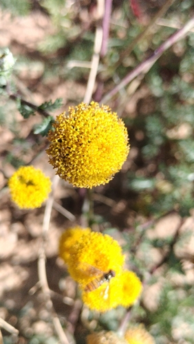 Anacyclus valentinus, photograph 3