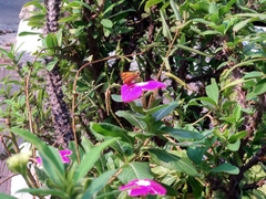 Atalopedes campestris