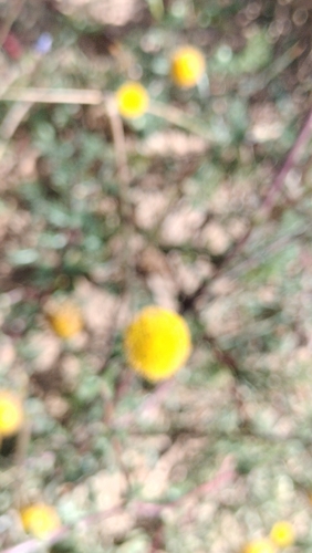 Anacyclus valentinus, photograph 4