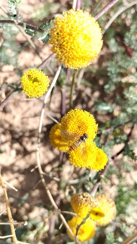 Anacyclus valentinus, photograph 5