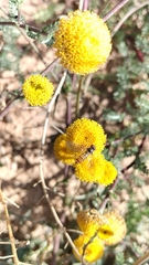 Anacyclus valentinus, photograph (c) Nico Hernandez, some rights reserved (CC BY)