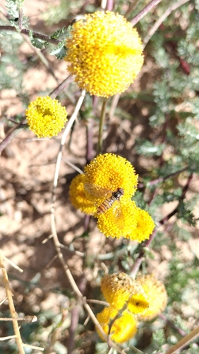 Anacyclus valentinus, photograph 6