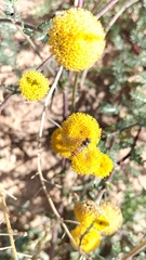 Anacyclus valentinus, photograph (c) Nico Hernandez, some rights reserved (CC BY)