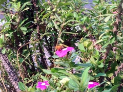 Atalopedes campestris