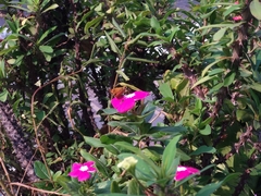 Atalopedes campestris