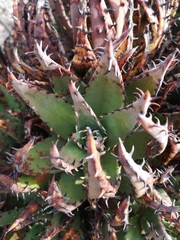 Aloe melanacantha