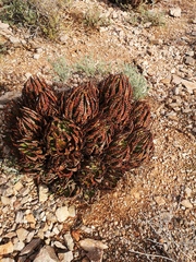 Aloe melanacantha
