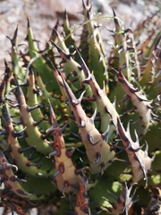 Aloe melanacantha