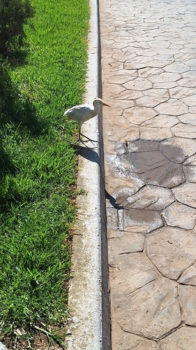 Western Cattle-Egret