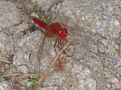 Crocothemis erythraea