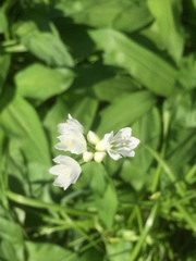 Allium neapolitanum