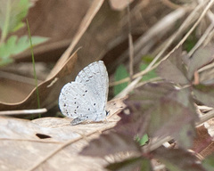 Celastrina ladon