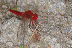 Crocothemis erythraea