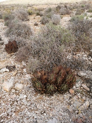 Aloe melanacantha