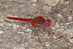 Crocothemis erythraea