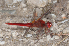 Crocothemis erythraea