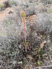 Aloe melanacantha