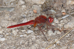 Crocothemis erythraea