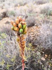 Aloe melanacantha