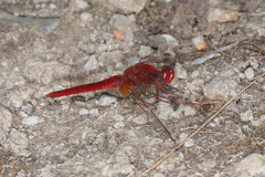 Crocothemis erythraea