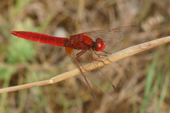Crocothemis erythraea