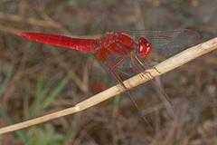 Crocothemis erythraea