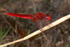 Crocothemis erythraea