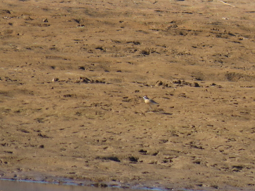 iNaturalist image