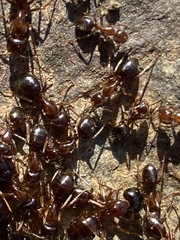 Camponotus johnsoni