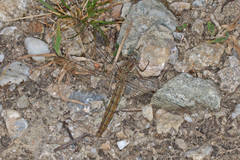 Orthetrum brunneum