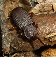 Eulabis bicarinata