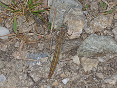 Orthetrum brunneum