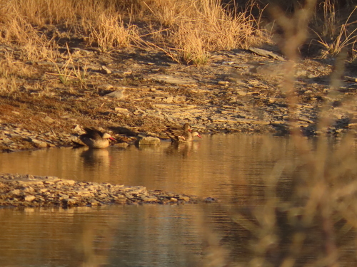 iNaturalist image