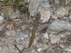 Orthetrum brunneum