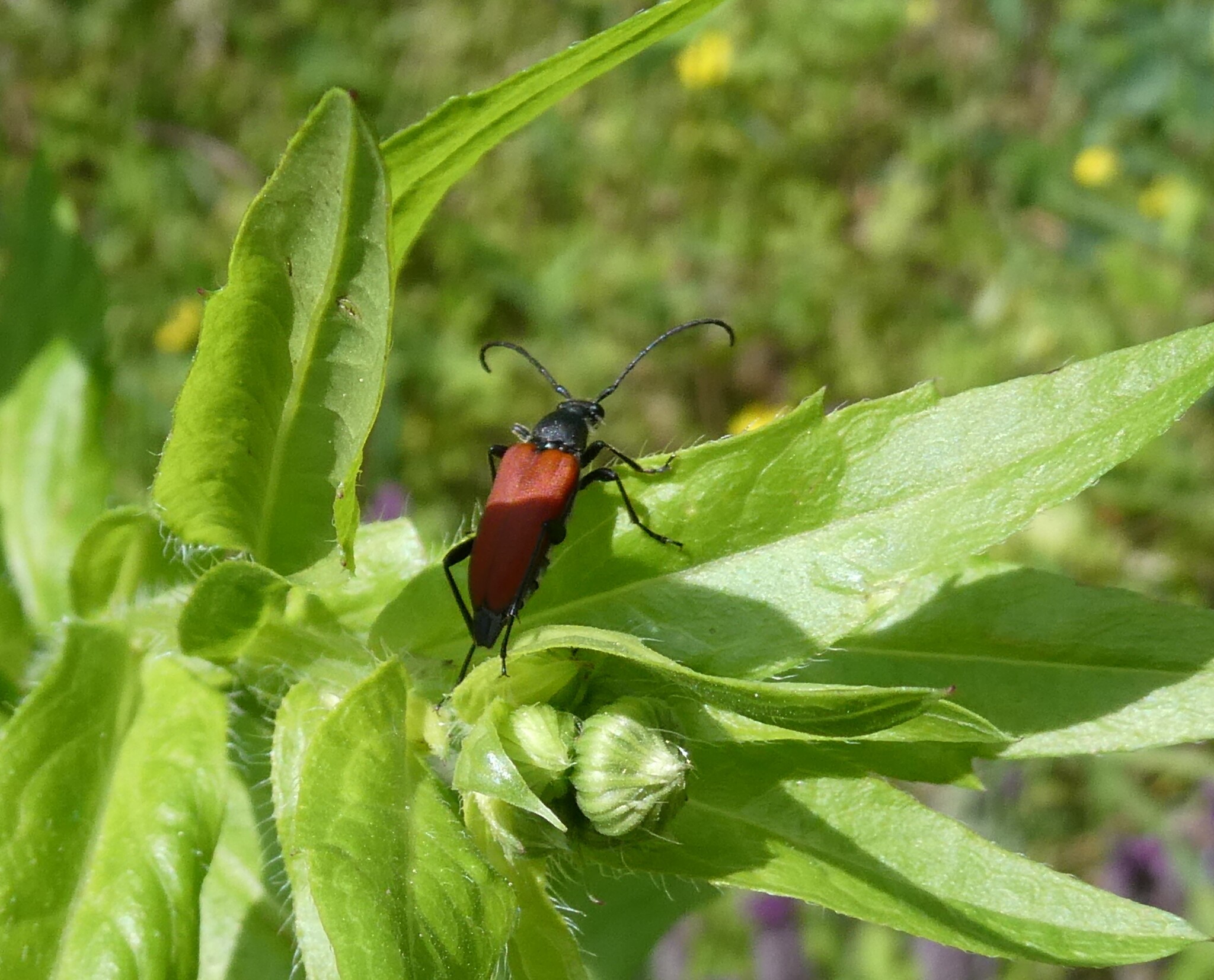 Anastrangalia sanguinolenta