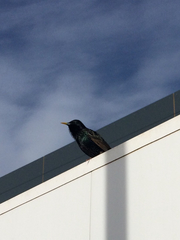 Sturnus vulgaris