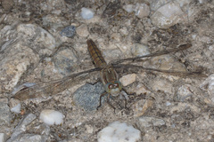Orthetrum brunneum