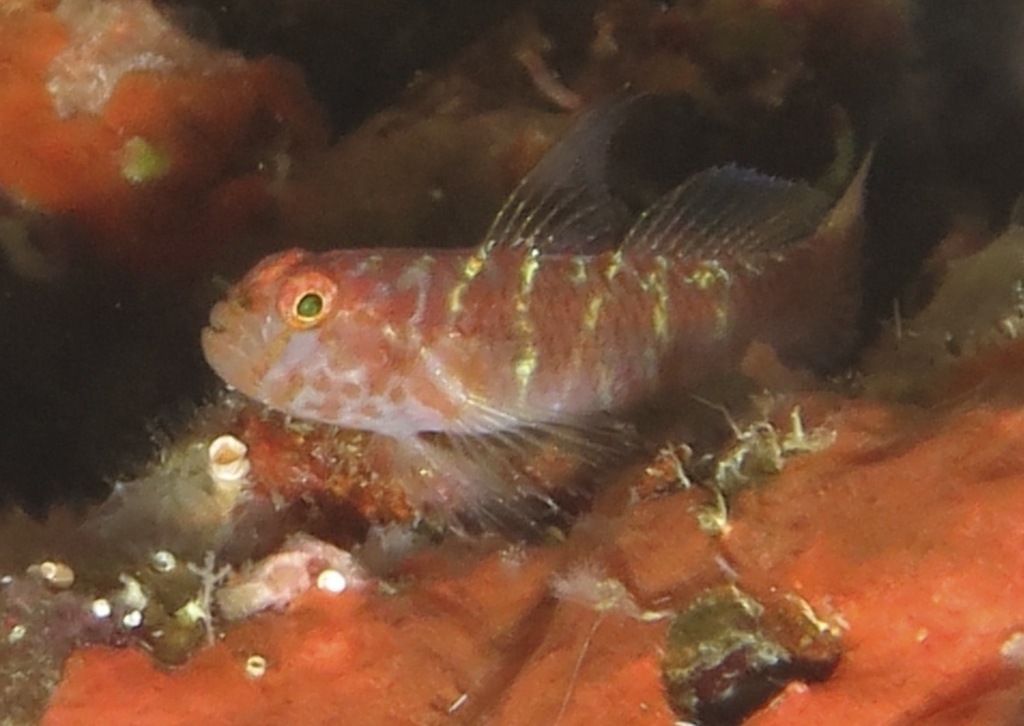 Blacknose Dwarfgoby