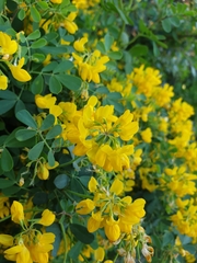 Coronilla