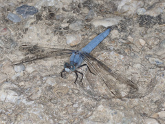 Orthetrum brunneum