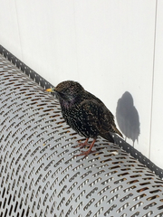 Sturnus vulgaris