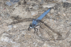 Orthetrum brunneum