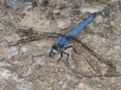 Orthetrum brunneum